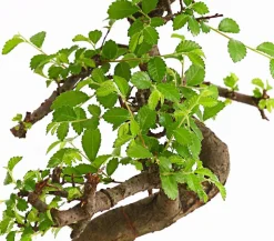 Bonsai Chinesische Ulme - Ulmus parviflora, Anfänger-Set