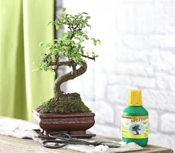 Bonsai Chinesische Ulme - Ulmus parviflora, Anfänger-Set