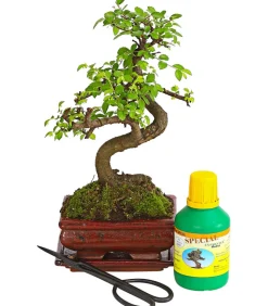 Bonsai Chinesische Ulme - Ulmus parviflora, Anfänger-Set