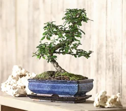 Bonsai Fukientee - Carmona microphylla, 10 Jahre