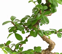 Bonsai Fukientee - Carmona microphylla, Anfänger-Set