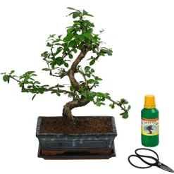 Bonsai Fukientee - Carmona microphylla, Anfänger-Set