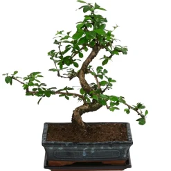 Bonsai Fukientee - Carmona microphylla, Anfänger-Set