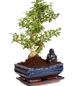 Bonsai mit Buddha, verschiedene Sorten