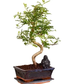 Bonsai mit Buddha, verschiedene Sorten