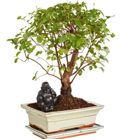 Bonsai mit Buddha, verschiedene Sorten
