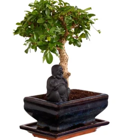 Bonsai mit Buddha, verschiedene Sorten