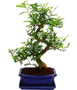Bonsai Szechuan-Pfeffer - Zanthoxylum piperitum