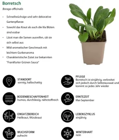 Borretsch