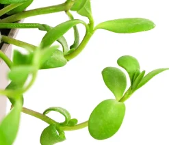 Brahmi