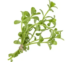 Brahmi