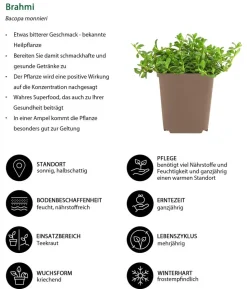 Brahmi