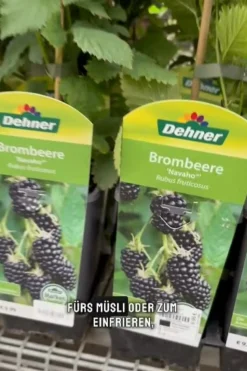 Brombeere 'Navaho®'