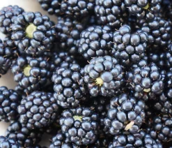 Brombeere 'Navaho®'