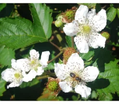 Brombeere 'Asterina'