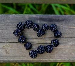 Brombeere 'Reuben'