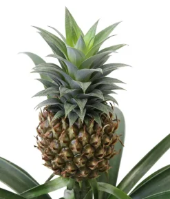 Bromelien-Set Sommerfrische, 4-teilig