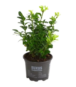 Buchs