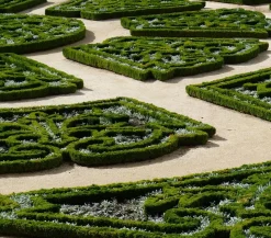 Buchs, 6er-Schale