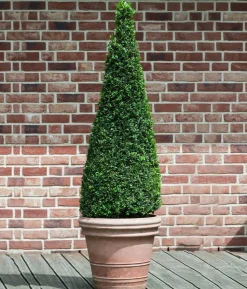 Buchs, Kegel