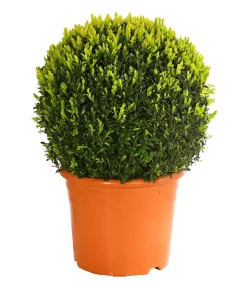 Buchs, Kugel