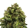 Bud Voyage Hanfsamen Gelassenheit Big Bud, 3 Stk.