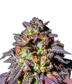 Bud Voyage Hanfsamen Muntermacher Purple Haze, 3 Stk.