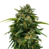 Bud Voyage Hanfsamen Schmerz weg Super Skunk, 3 Stk.