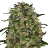 Bud Voyage Hanfsamen Tiefschlaf Black Domina, 3 Stk.