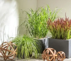 Buntblättrige Segge 'Variegata'