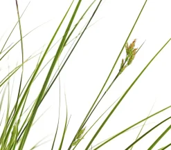 Buntblättrige Segge 'Variegata'