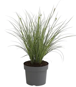 Buntblättrige Segge 'Variegata'