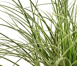 Buntblättrige Segge 'Variegata'
