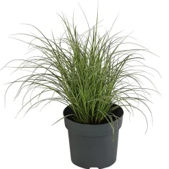 Buntblättrige Segge 'Variegata'
