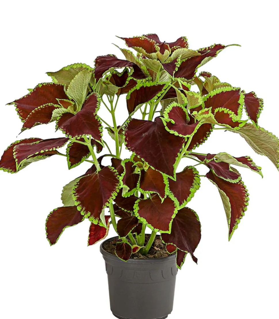 Buntnessel - Solenostemon scutellarioides