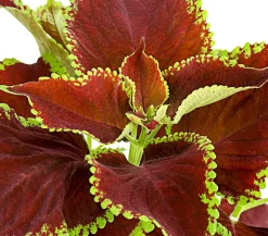 Buntnessel - Solenostemon scutellarioides