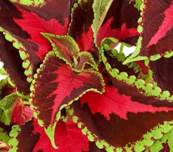 Buntnessel - Solenostemon scutellarioides