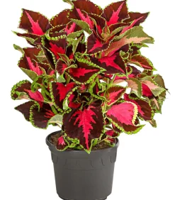 Buntnessel - Solenostemon scutellarioides