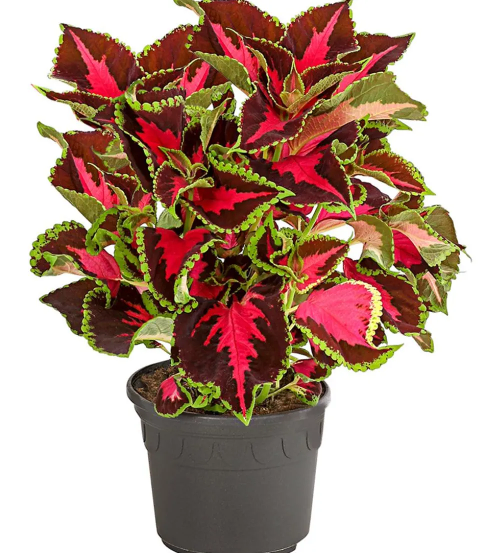 Buntnessel - Solenostemon scutellarioides
