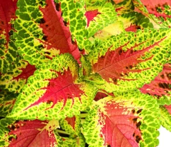 Buntnessel - Solenostemon scutellarioides