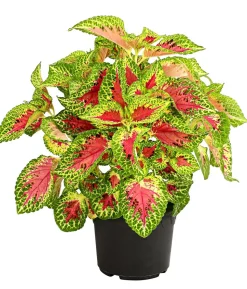 Buntnessel - Solenostemon scutellarioides