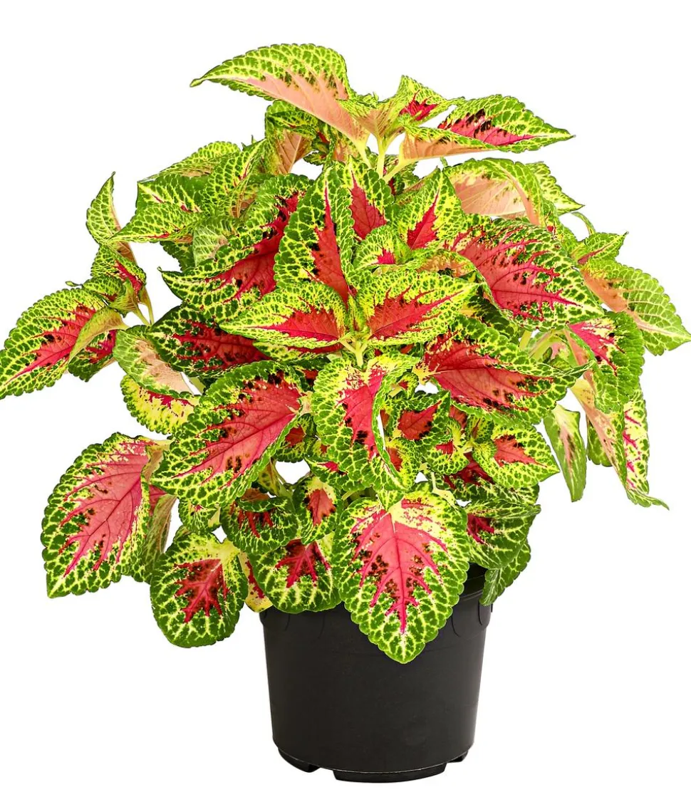 Buntnessel - Solenostemon scutellarioides
