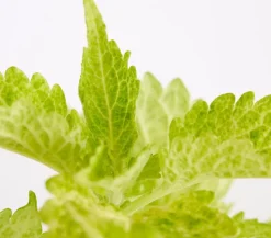Buntnessel - Solenostemon scutellarioides, verschiedene Sorten