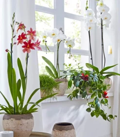 Burrageara-Orchidee - Burrageara cultivars 'Nelly Isler'