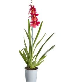 Burrageara-Orchidee - Burrageara cultivars 'Nelly Isler'
