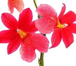 Burrageara-Orchidee - Burrageara cultivars 'Nelly Isler'
