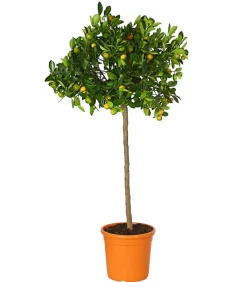 Calamondin-Orange