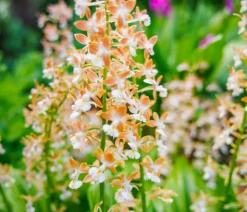 Calanthe