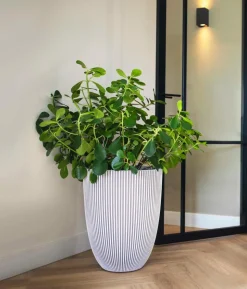 Capi Europe Kunststoff-Topf Groove hoch, konisch