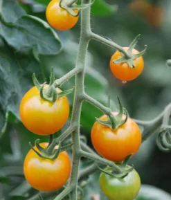 Cherrytomate 'Sungold'